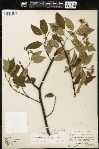 Cornus amomum var. schuetzeana image