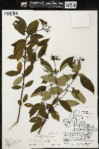 Cornus amomum var. schuetzeana image