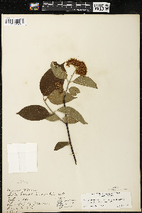 Cornus amomum var. schuetzeana image