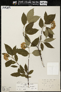 Cornus amomum var. schuetzeana image