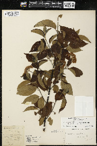 Cornus amomum var. schuetzeana image