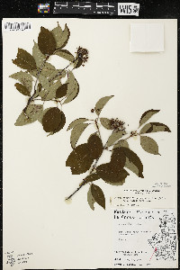 Cornus amomum var. schuetzeana image