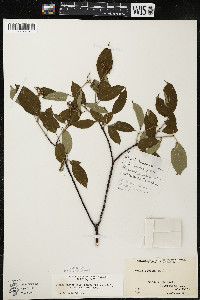 Cornus amomum var. schuetzeana image