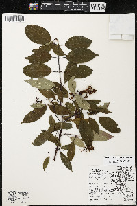 Cornus amomum var. schuetzeana image