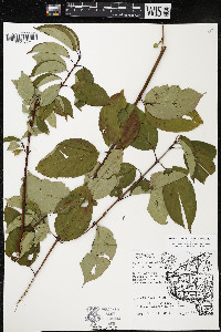 Cornus amomum var. schuetzeana image