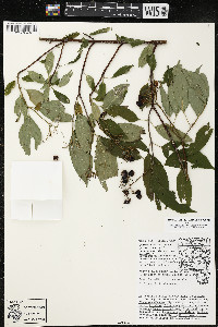 Cornus amomum var. schuetzeana image