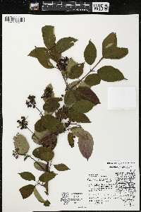 Cornus amomum var. schuetzeana image