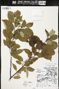 Cornus amomum var. schuetzeana image