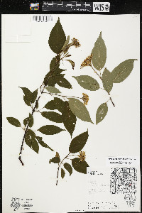 Cornus amomum var. schuetzeana image