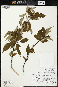 Cornus amomum var. schuetzeana image