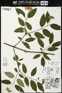 Cornus amomum var. schuetzeana image