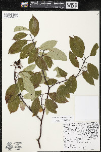 Cornus amomum var. schuetzeana image