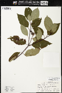 Cornus amomum var. schuetzeana image