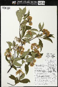 Cornus amomum var. schuetzeana image