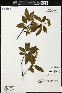 Cornus amomum var. schuetzeana image