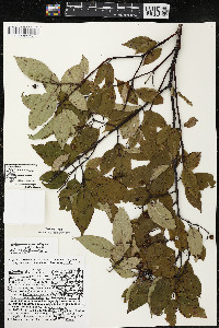 Cornus amomum var. schuetzeana image