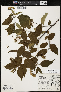 Cornus amomum var. schuetzeana image