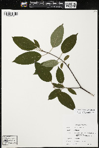 Cornus amomum var. schuetzeana image