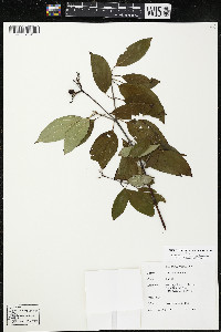 Cornus amomum var. schuetzeana image