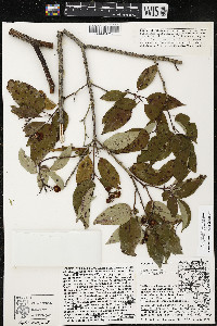 Cornus amomum var. schuetzeana image