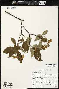 Cornus amomum var. schuetzeana image