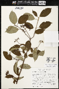 Cornus amomum var. schuetzeana image