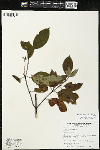 Cornus amomum var. schuetzeana image