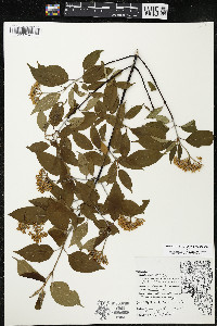 Cornus amomum var. schuetzeana image