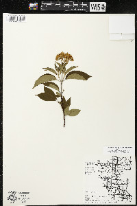 Cornus amomum var. schuetzeana image