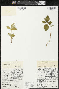 Cornus canadensis image