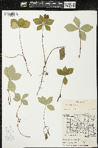 Cornus canadensis image