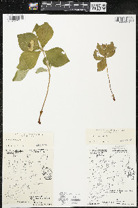 Cornus canadensis image