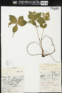 Cornus canadensis image