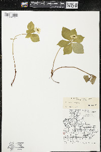 Cornus canadensis image