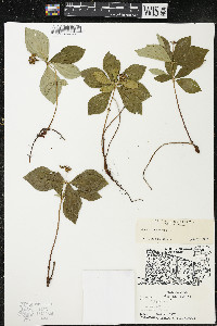 Cornus canadensis image