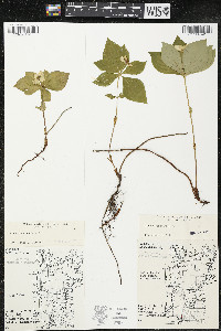 Cornus canadensis image