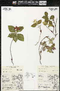 Cornus canadensis image