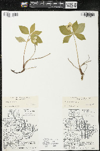 Cornus canadensis image