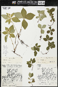 Cornus canadensis image