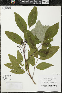 Sambucus racemosa var. racemosa image