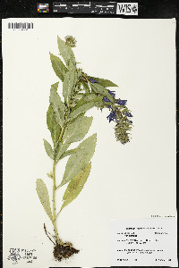 Lobelia siphilitica var. siphilitica image