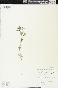 Houstonia longifolia image