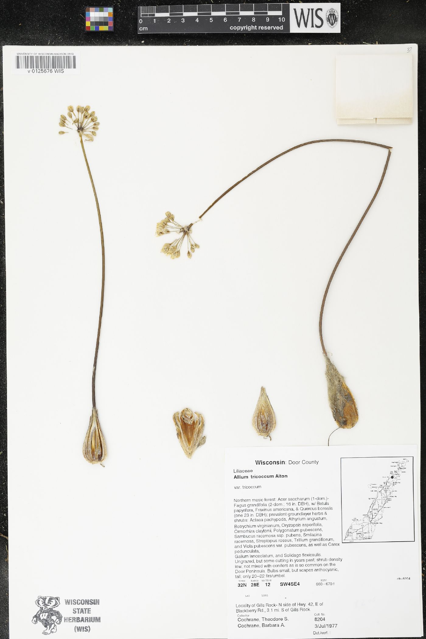 Allium tricoccum image
