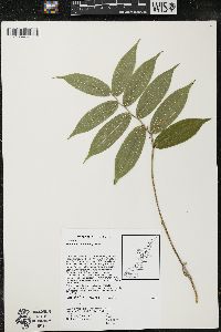Maianthemum racemosum subsp. racemosum image