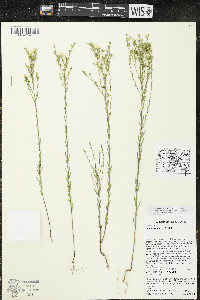 Linum sulcatum image