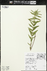 Gentiana puberulenta image