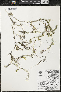 Elodea nuttallii image