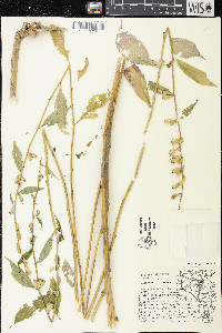 Campanulastrum americanum image