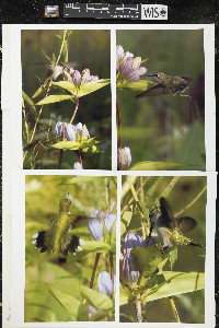 Gentiana andrewsii image