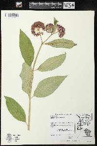 Asclepias purpurascens image